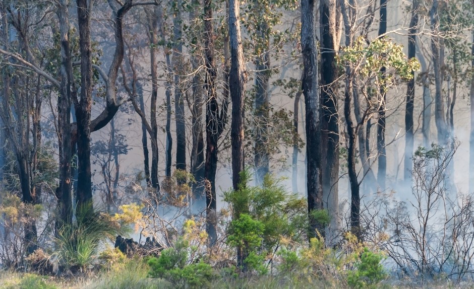 Bushfire Recovery Image