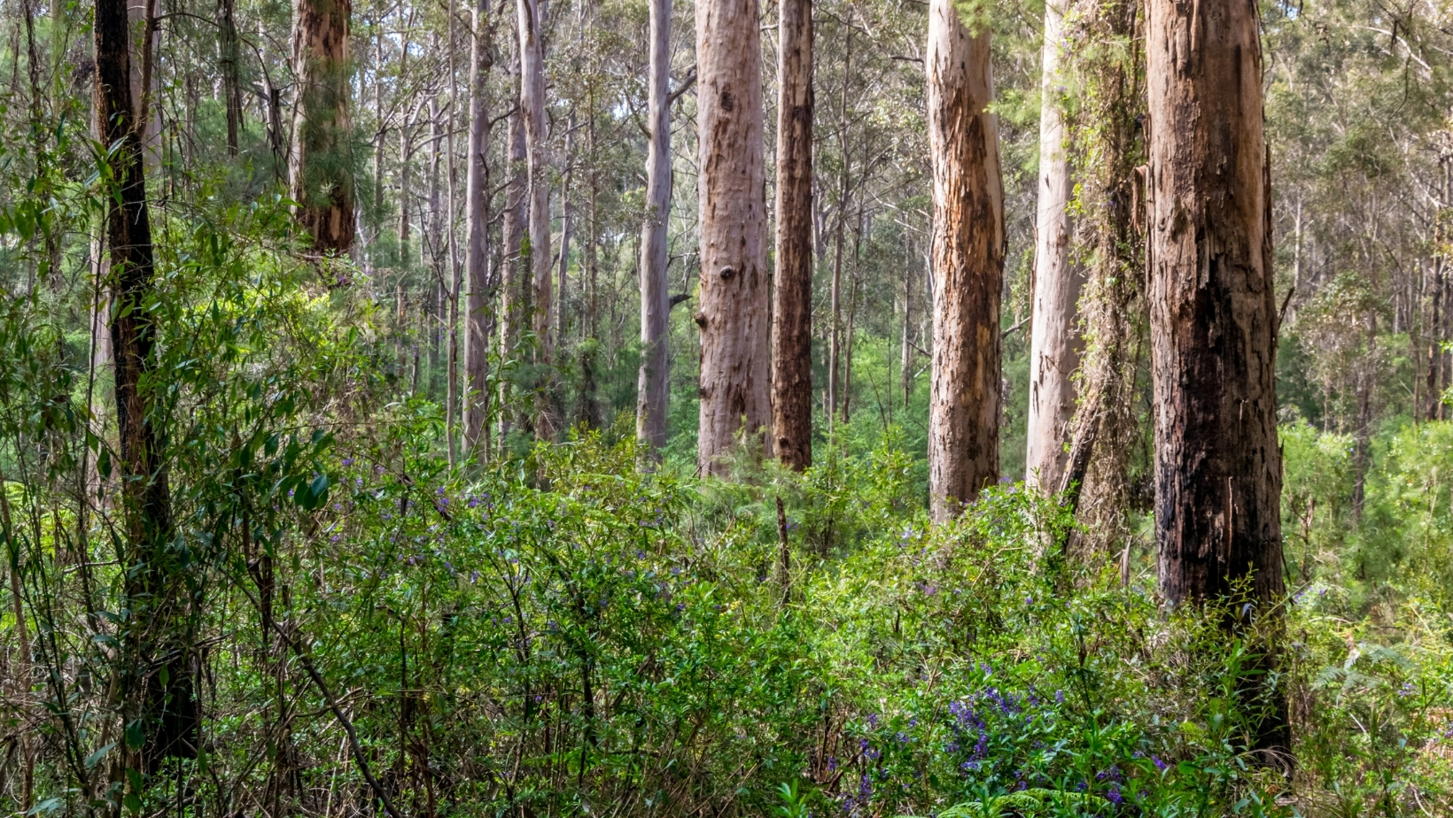 Council Supports West Australian Forest Alliance