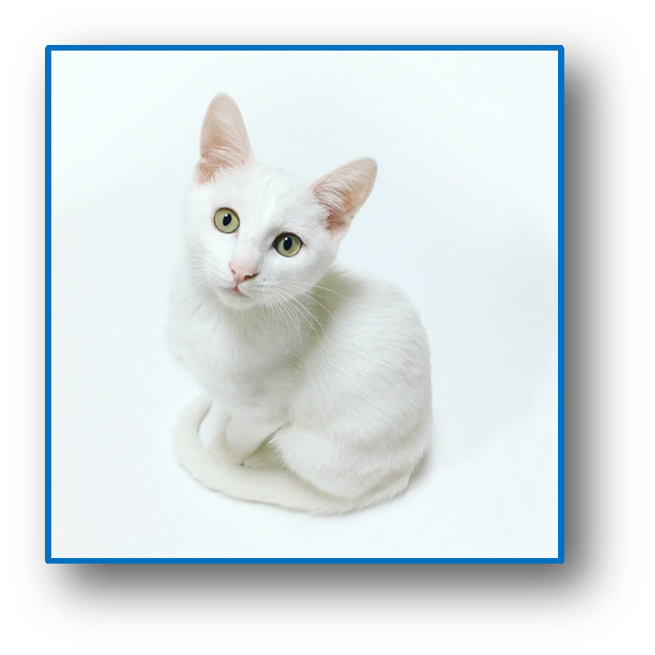 Picture of a White Cat
