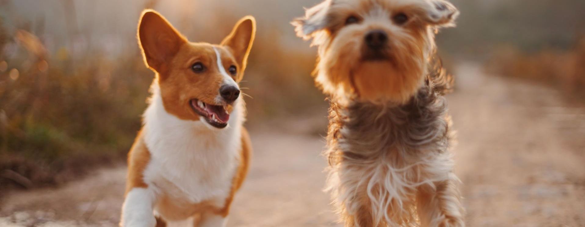 Banner - Lost Pets &raquo; Shire of Denmark