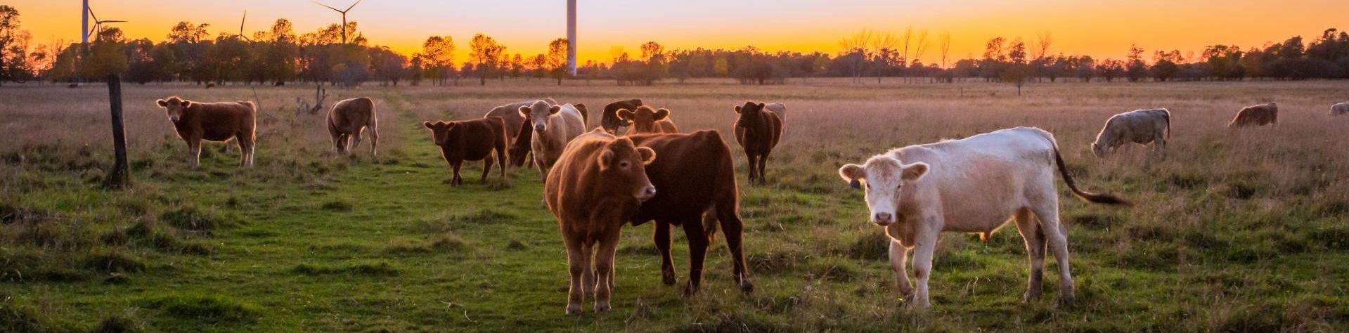 Banner - Livestock & Wildlife &raquo; Shire of Denmark