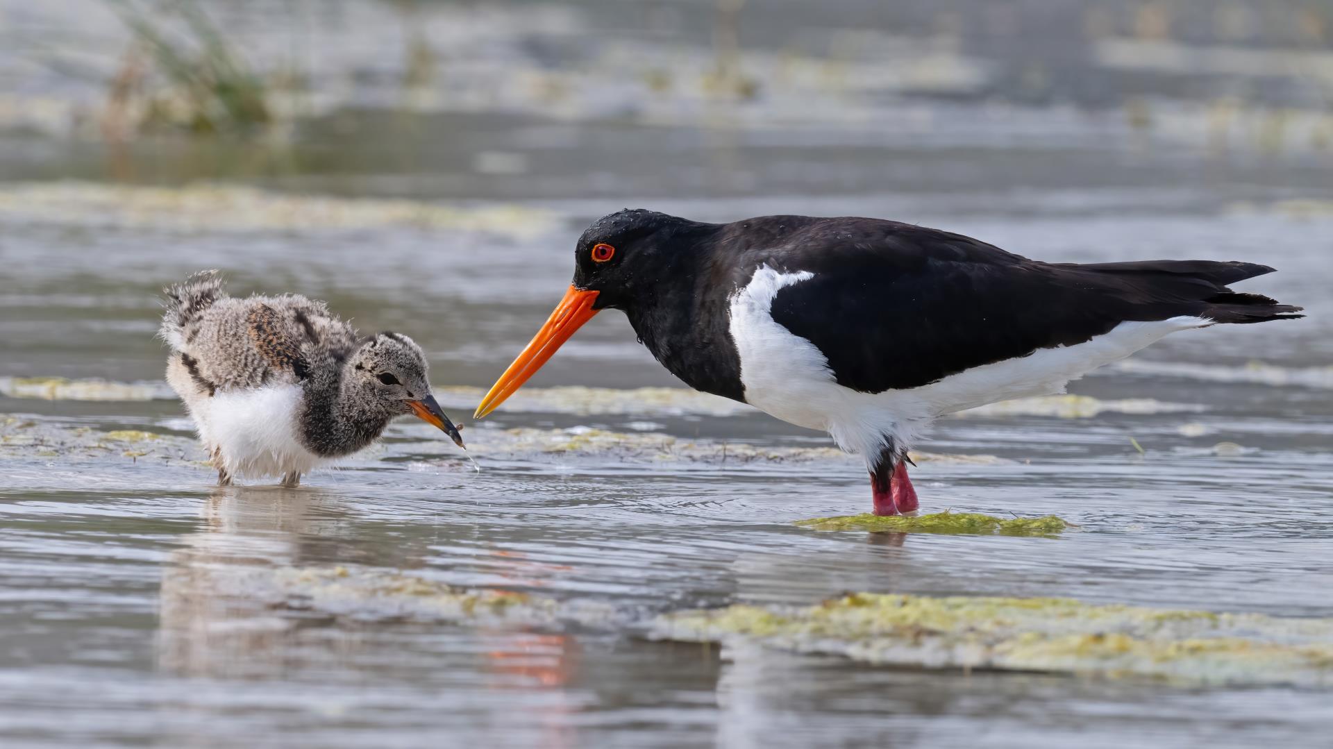 Temporary Fencing Installed to Protect Migratory Birds