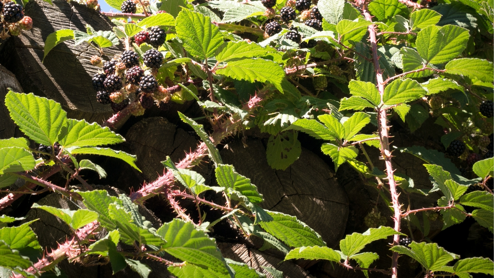 Road Verge Spraying Program to Start Soon: Accepting No Spray Applications