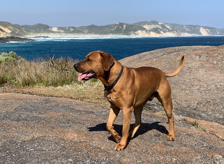 Proposed Areas for Dogs - Exercise, Prohibited and Rural Leashing
